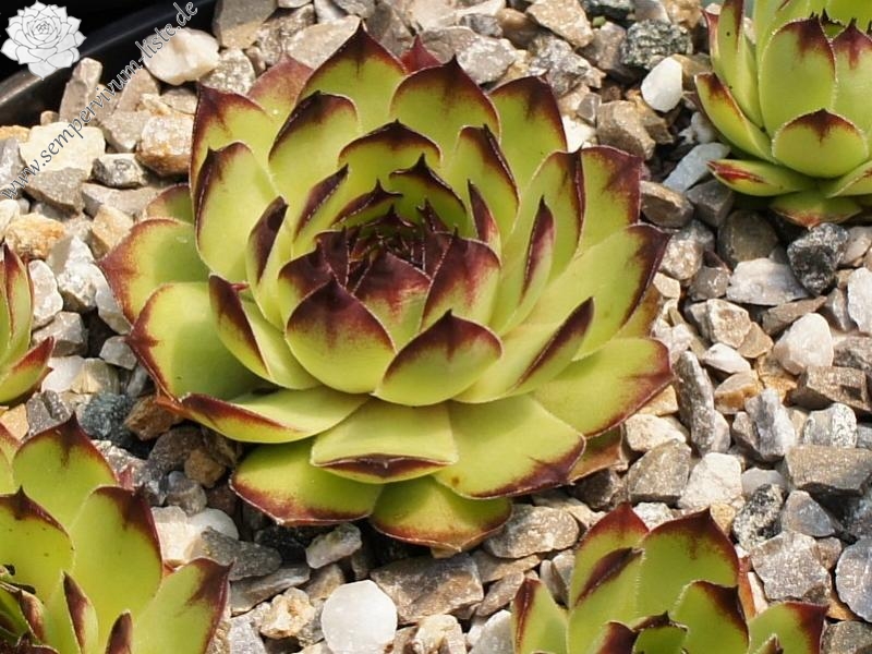 Virginius
