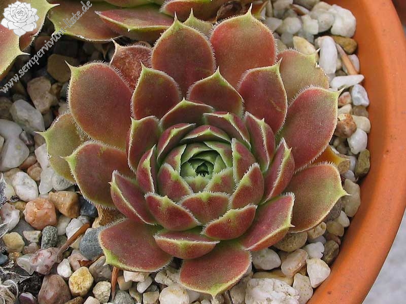 Pfälzer Ulli / Jovi