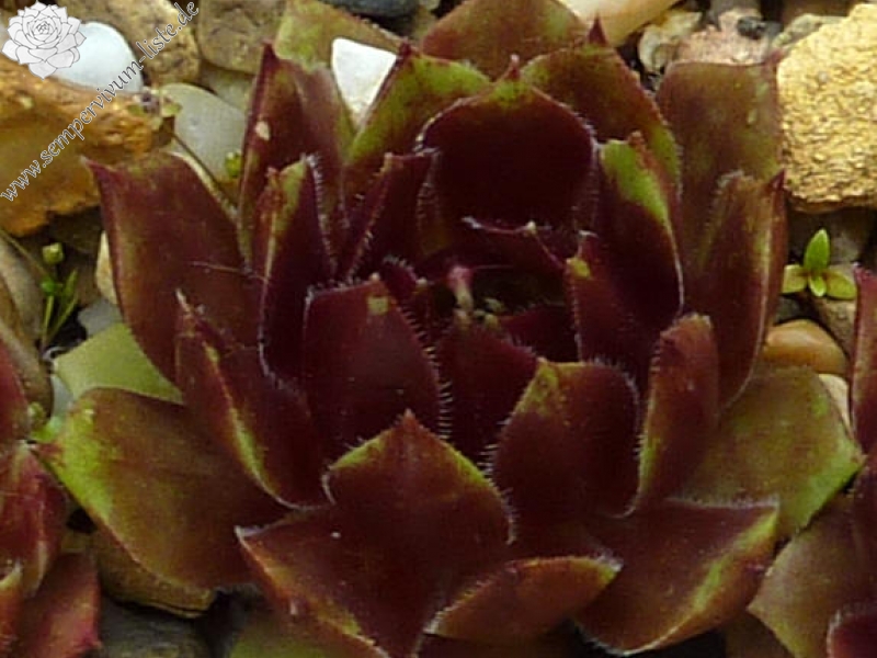 Zorana
