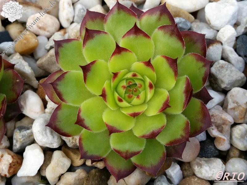 Virginius