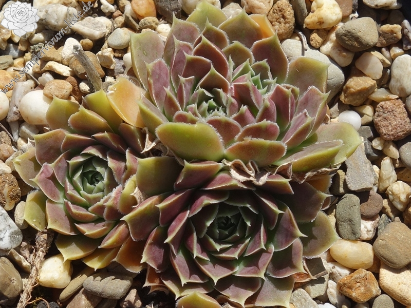 Pfälzer Ulli / Jovi