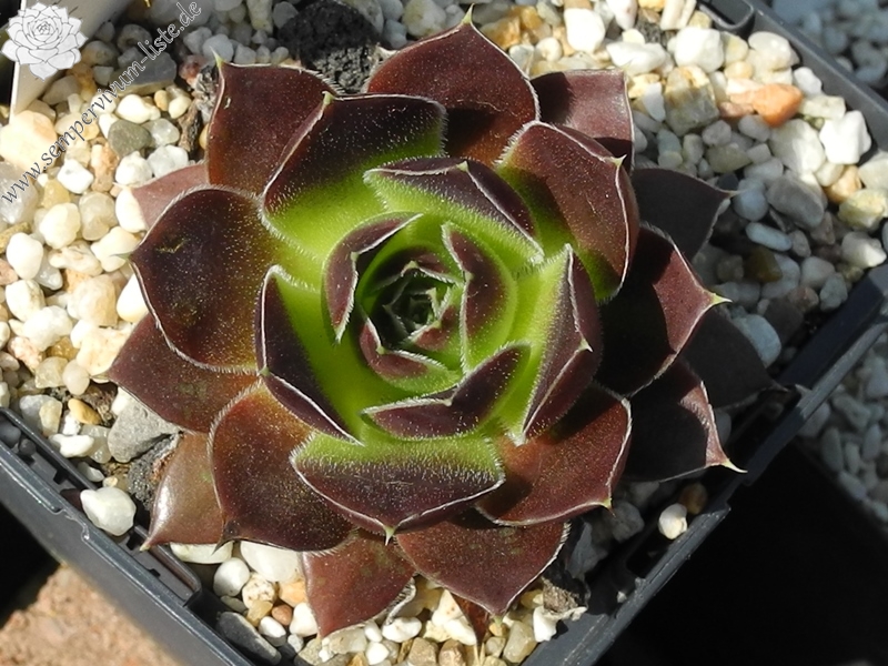 Pfälzer Dunkelfelder / Jovi