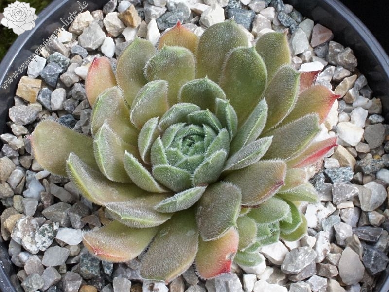 Zelca