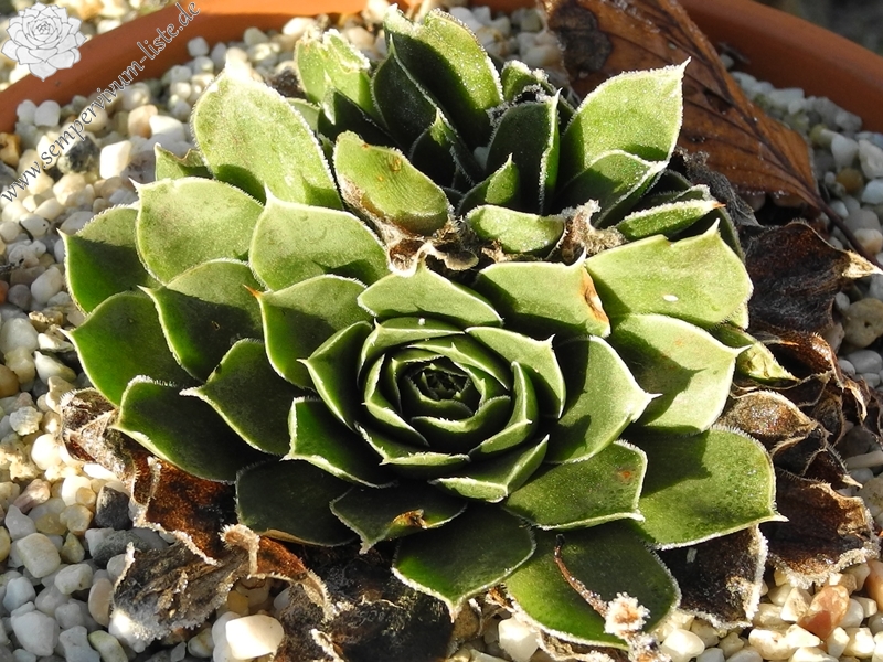 Pfälzer Ulli / Jovi