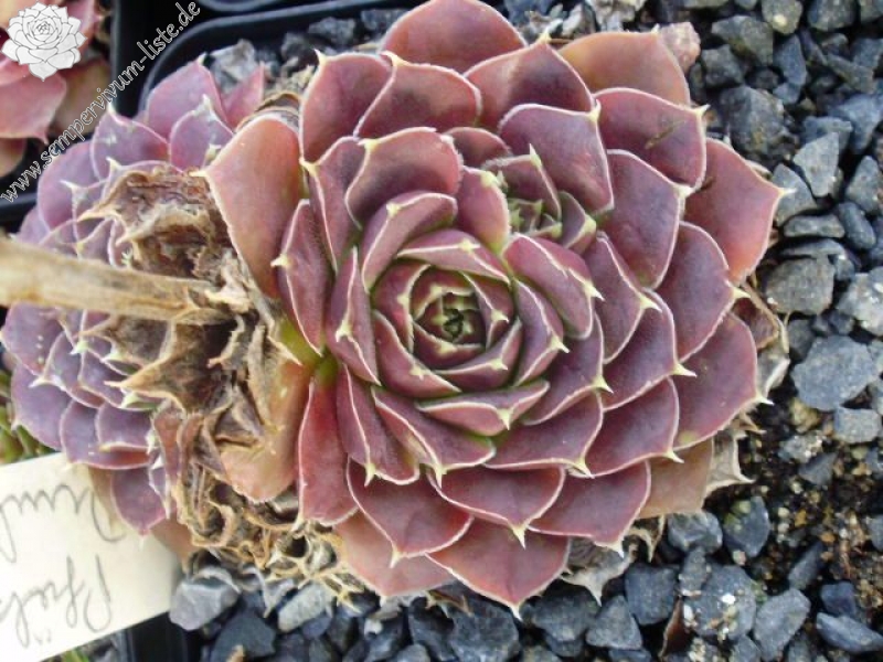 Pfälzer Dunkelfelder / Jovi