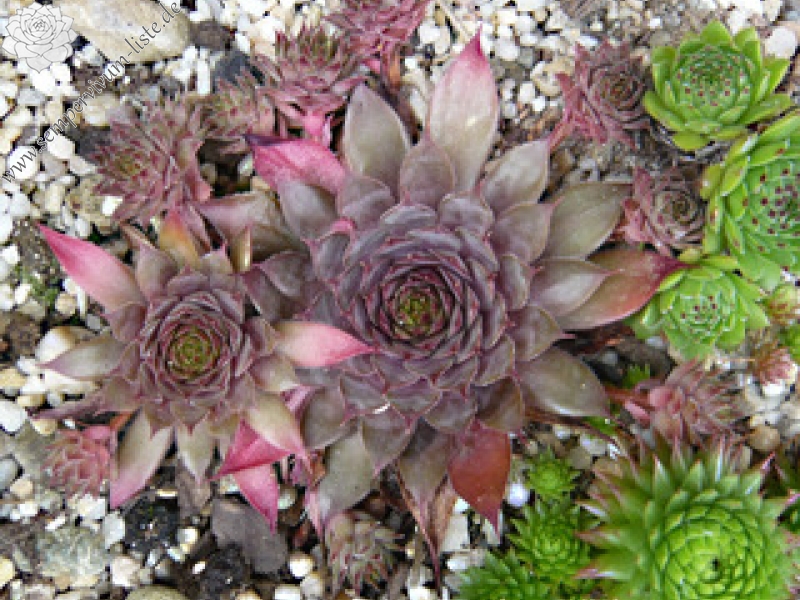 Wanda