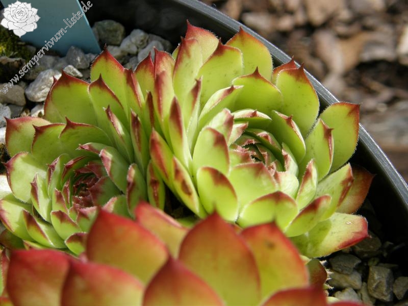 Virginius