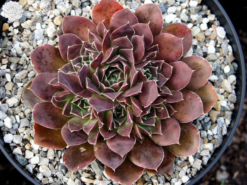 Pfälzer Dunkelfelder / Jovi