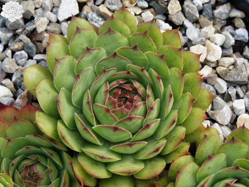 Virginius