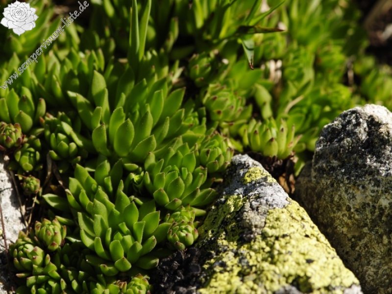 montanum ssp. carpathicum from Zamrznutý kotol, N