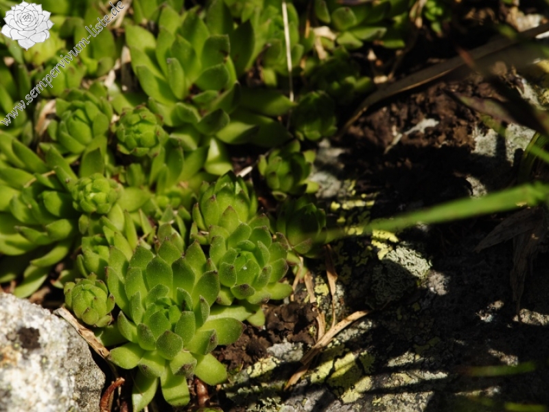 montanum ssp. carpathicum from Zamrznutý kotol, N