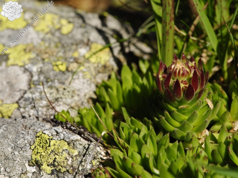 montanum ssp. carpathicum from Zamrznutý kotol, N