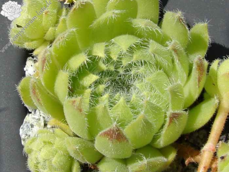 ciliosum from Struma Valley