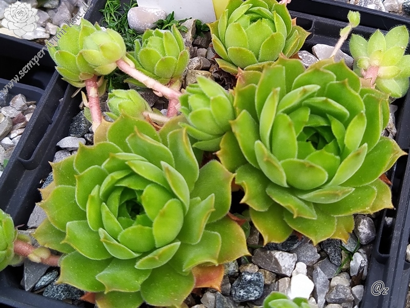 Gesuella