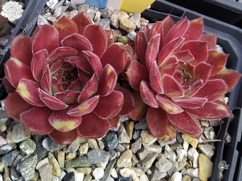 Korspelse Ecenur-Medine