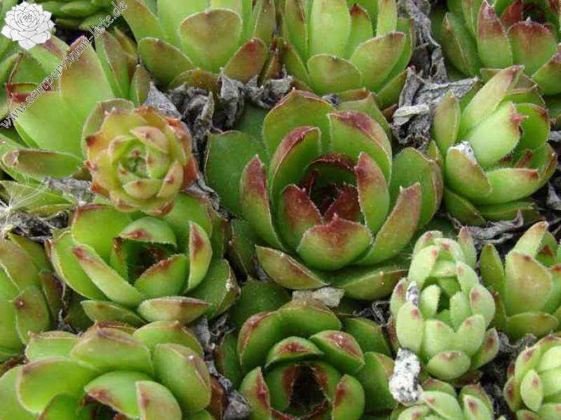 marmoreum from Apuseni, Cheile Turzii