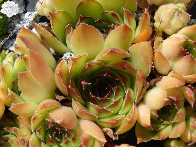 marmoreum from Apuseni, Cheile Turzii