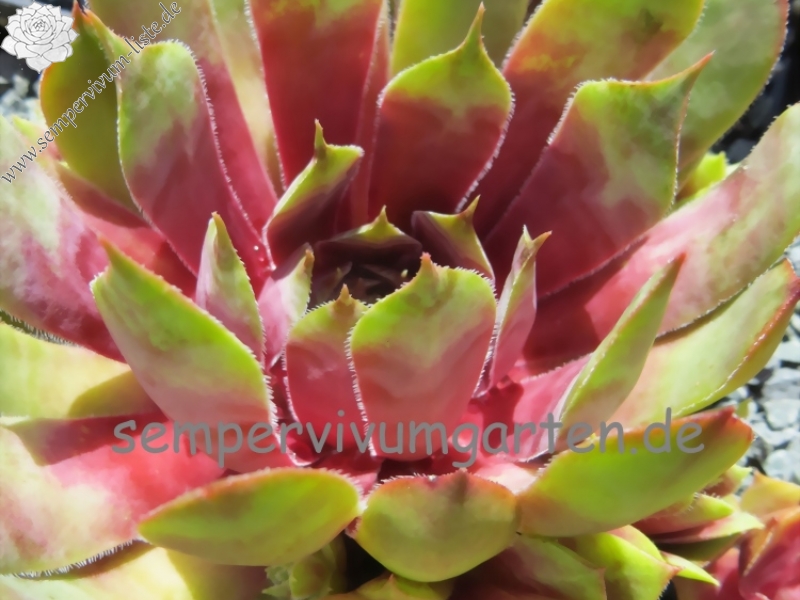 Sunray Goliath