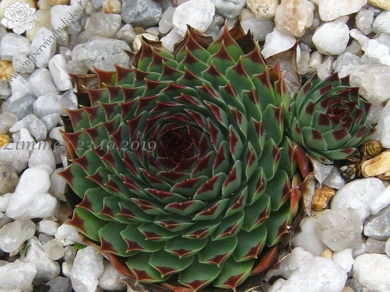 calcareum from Grasse