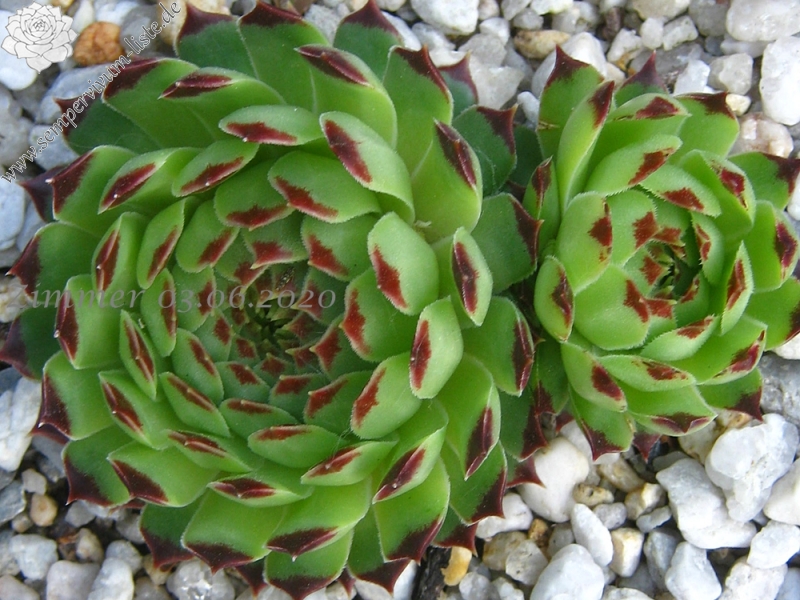 calcareum from Grasse