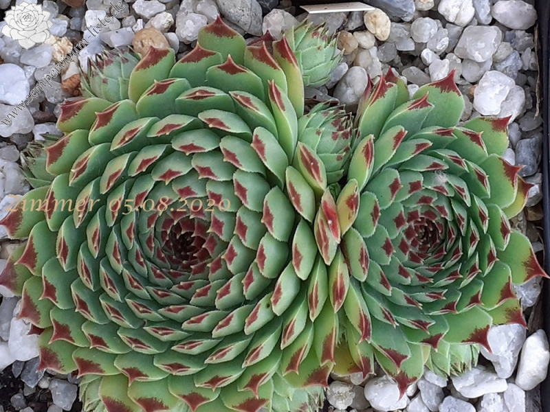 calcareum from Grasse