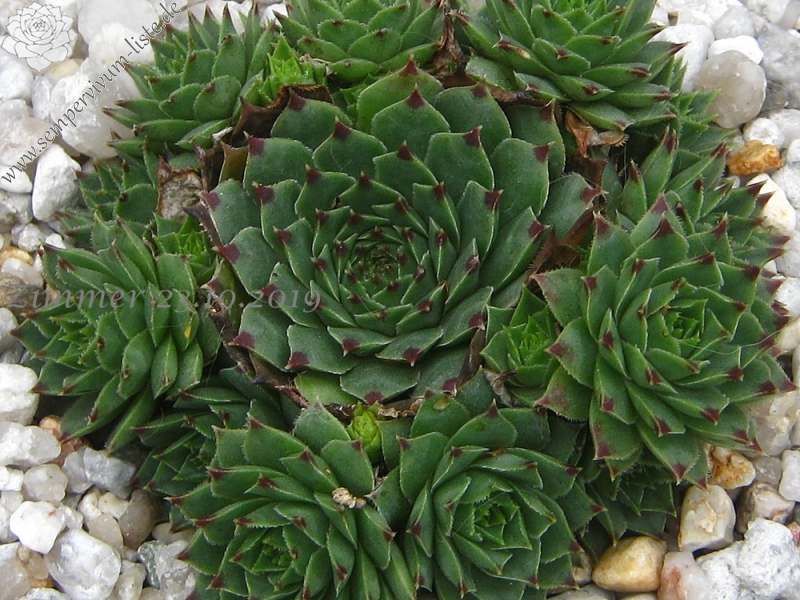 calcareum from Col du Noyer (PH1423)