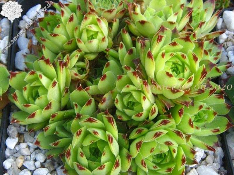 calcareum from Col du Noyer (PH1423)