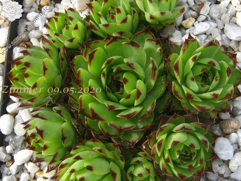 calcareum from Madone d'Utelle 