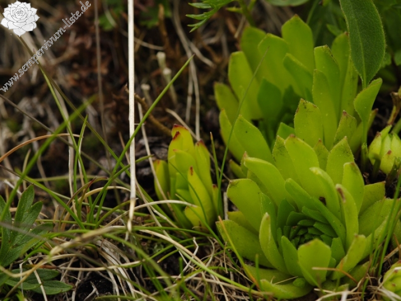 montanum ssp. carpathicum from Klin, SO Abhang