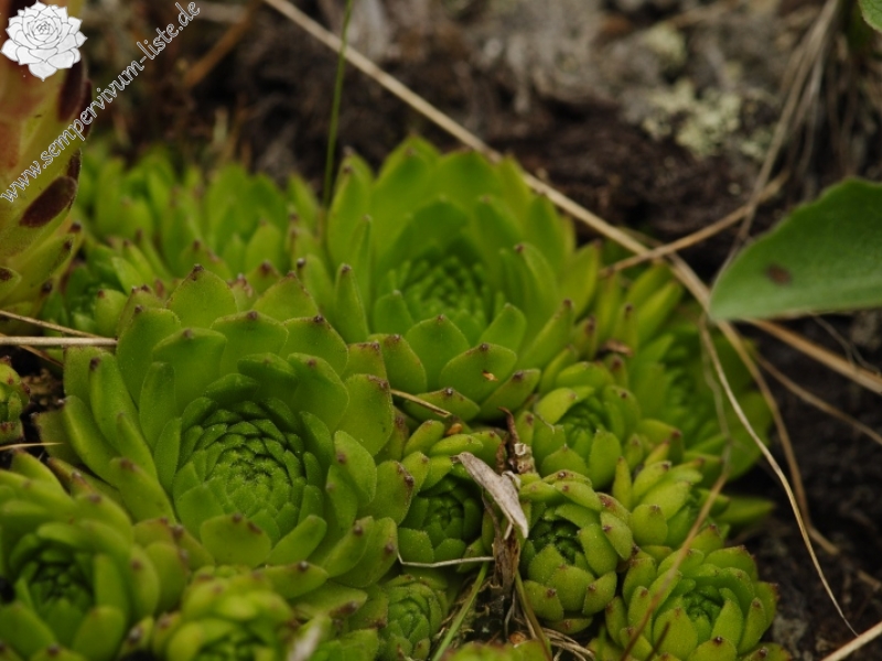 montanum ssp. carpathicum from Klin, SO Abhang