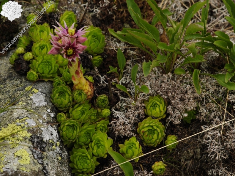 montanum ssp. carpathicum from Klin, SO Abhang