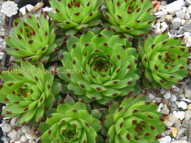 calcareum from Alpes Maritimes