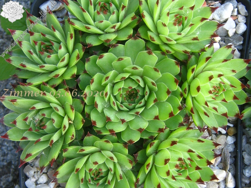 calcareum from Alpes Maritimes