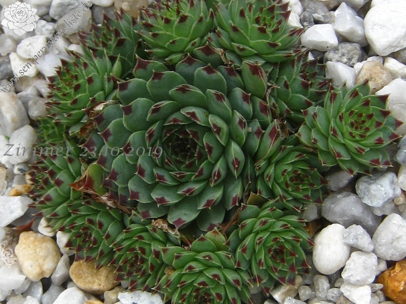 calcareum from Queyras 