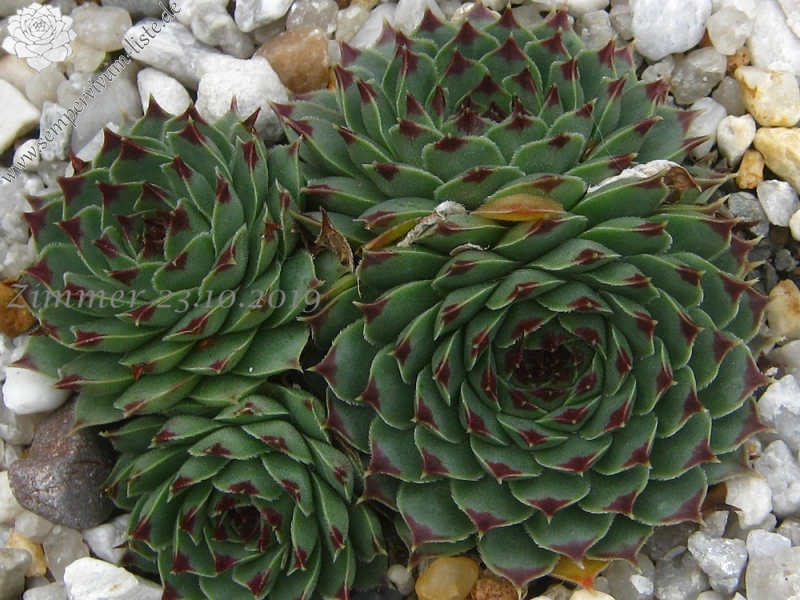 calcareum from Gorges sup. du Cians