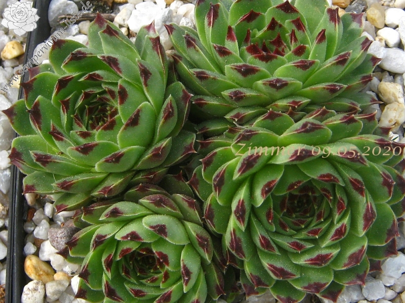 calcareum from Gorges sup. du Cians