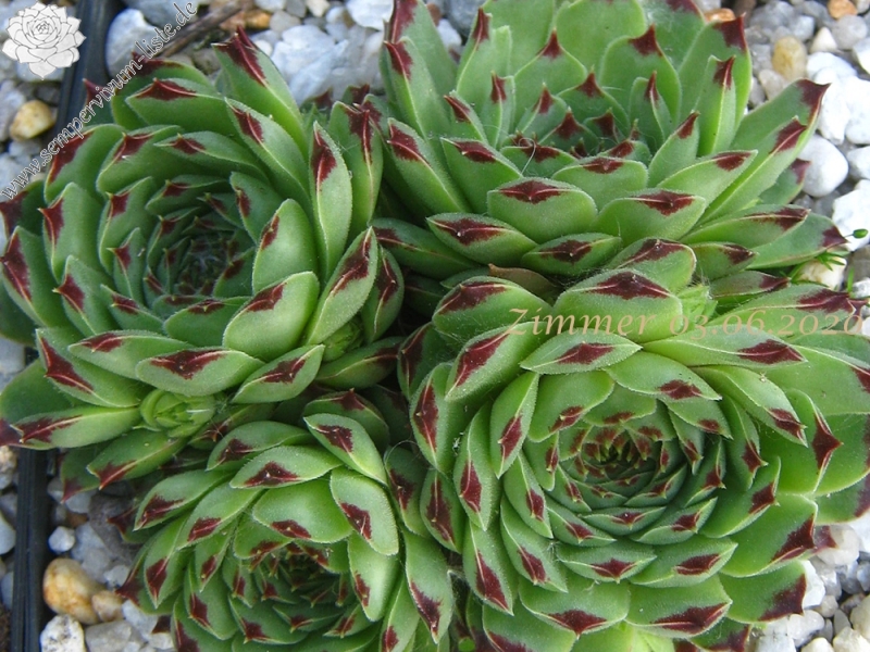 calcareum from Gorges sup. du Cians