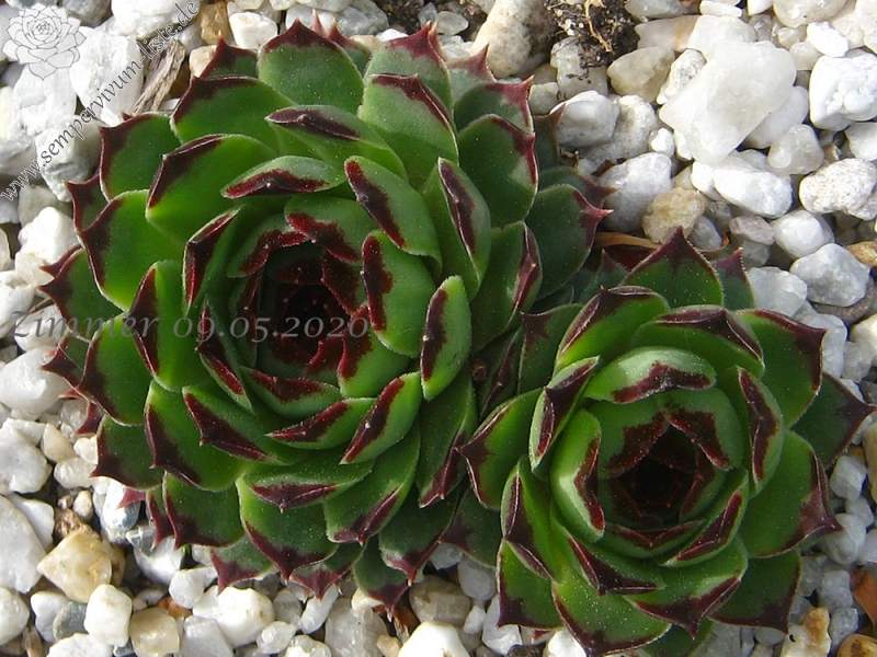 calcareum from Mont Brune