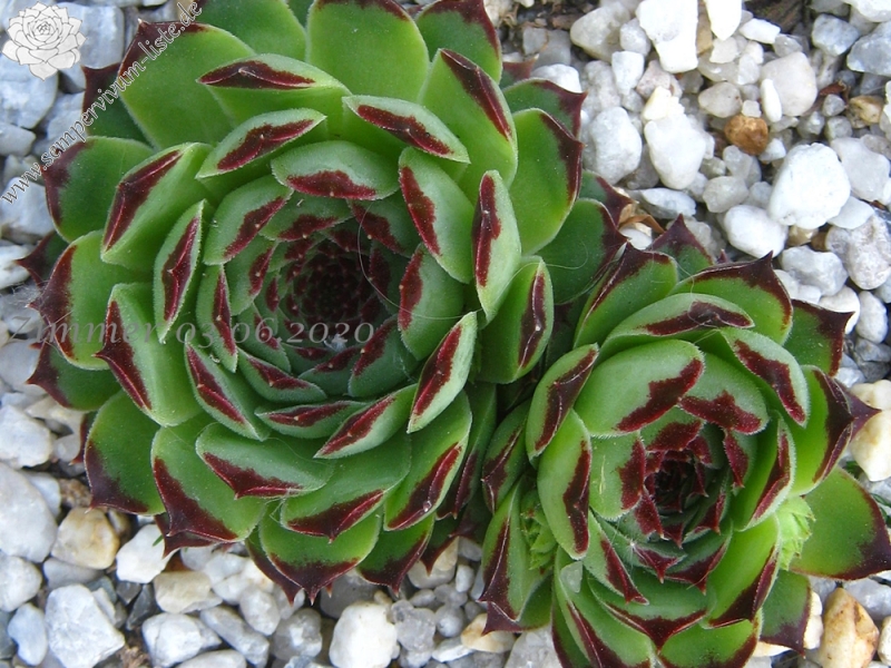 calcareum from Mont Brune
