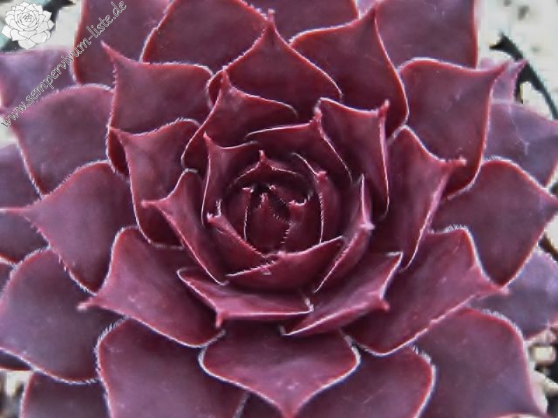Albisoca
