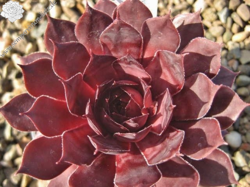Albisoca