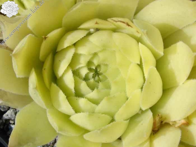 calcareum from La Mata de la Riba