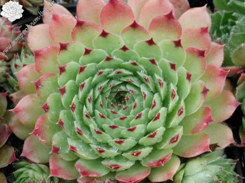 calcareum from La Mata de la Riba