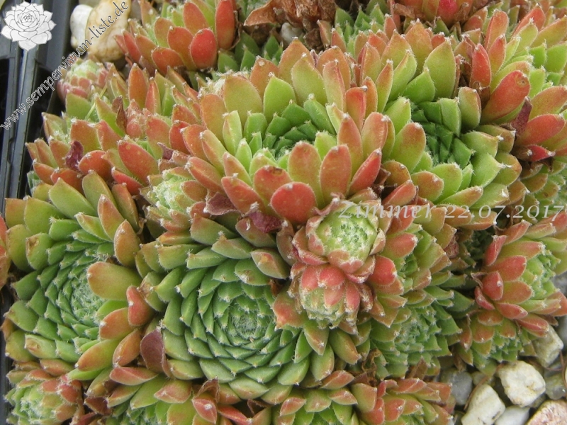 Red Wonder