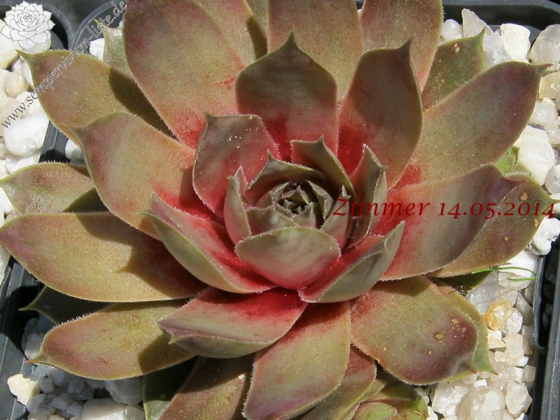 Rita's Rose