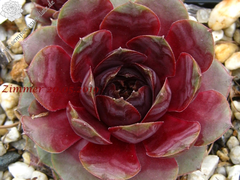 Rosenherz
