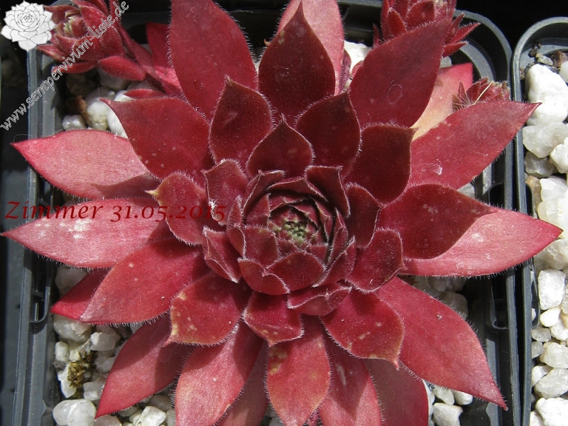 Skrocki's Purple Rose