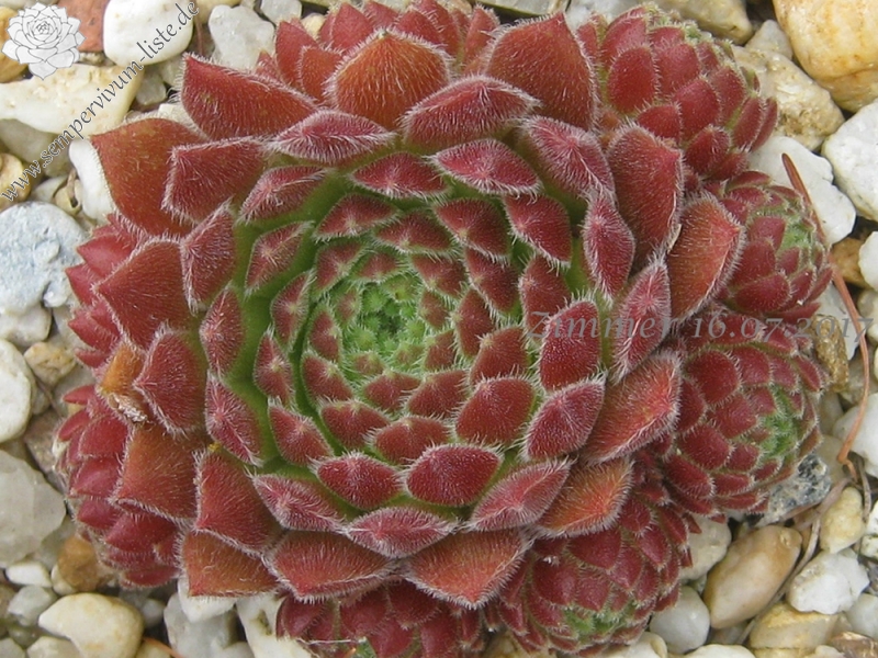 Strawberry Frosting