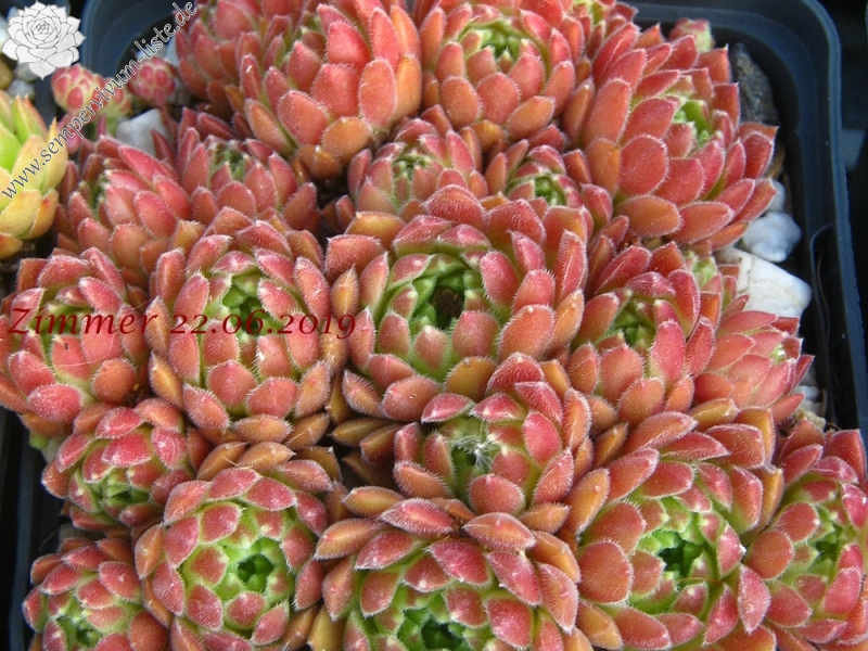 Strawberry Frosting