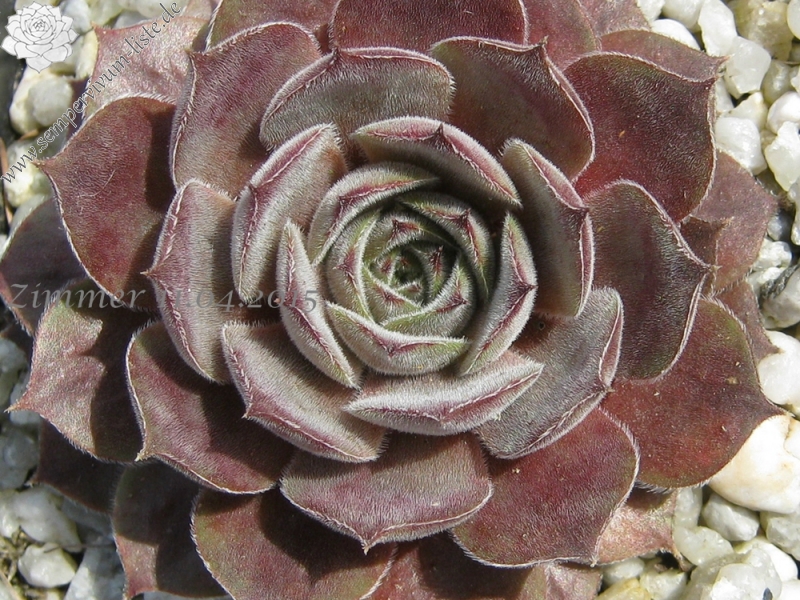 Struppi